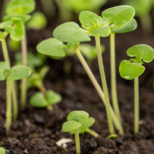 Basil sprouts