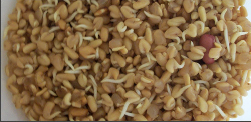 Fenugreek sprouts