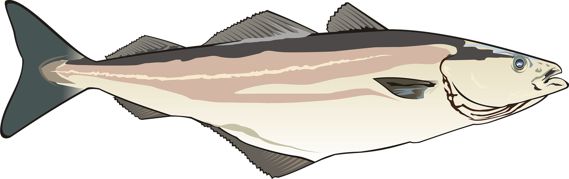 Gadus chalcogrammus