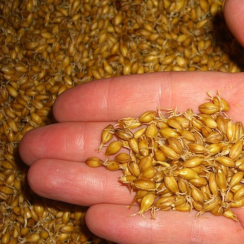 Barley sprouts