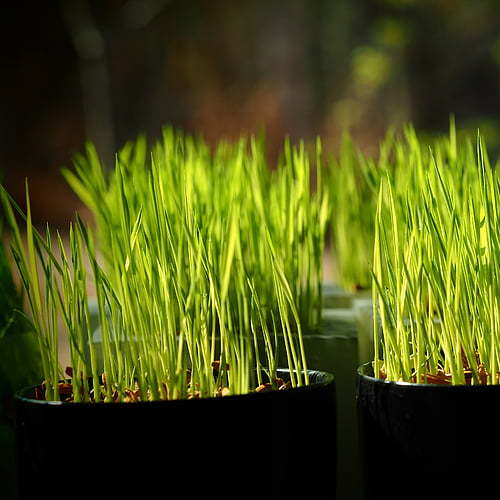 Millet microgreen