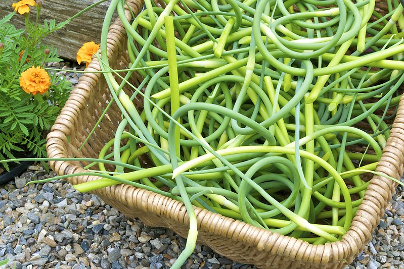 Garlic sprouts