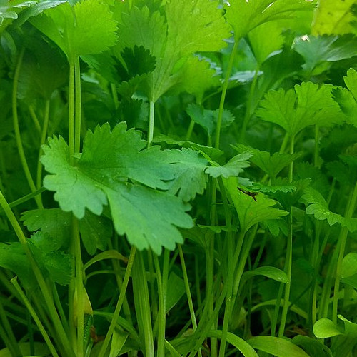 Coriander microgreens