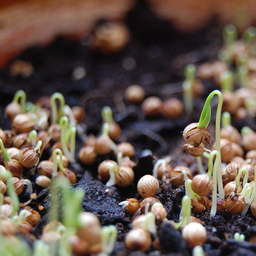 Coriander sprouts