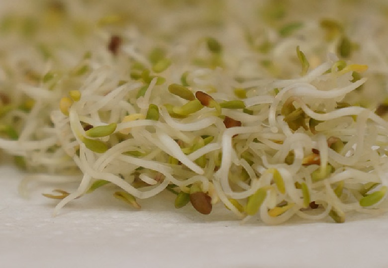 Alfalfa sprouts