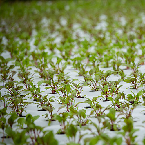 Chard sprouts