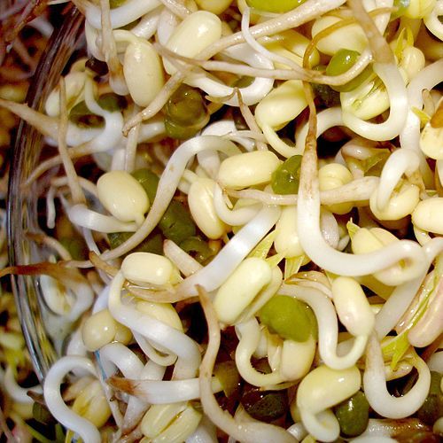 Mung bean sprouts