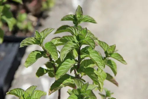 Orange Mint