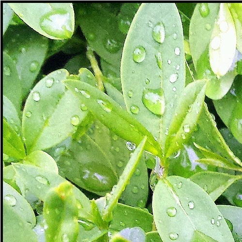 Purslane Microgreen