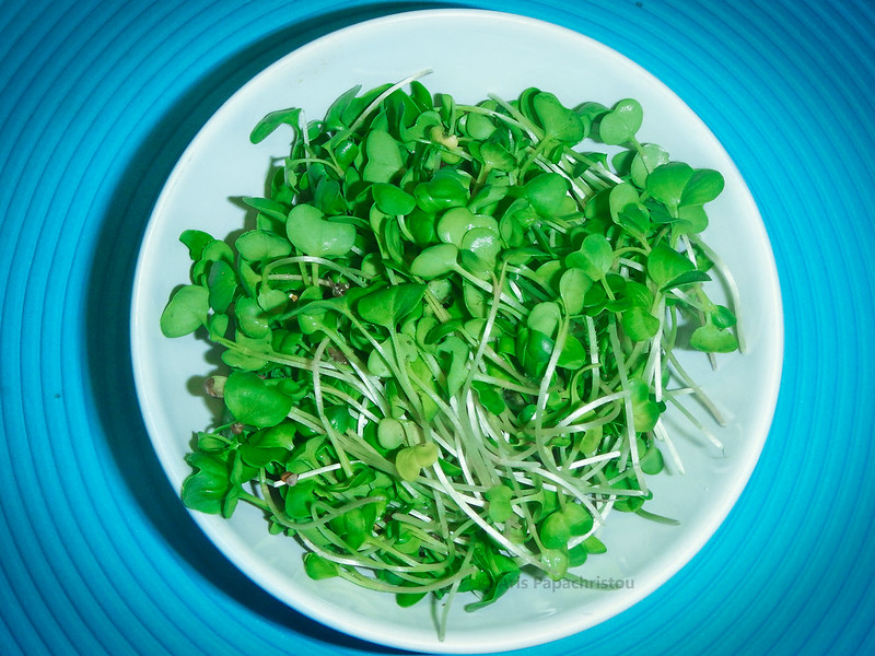 Radish microgreens