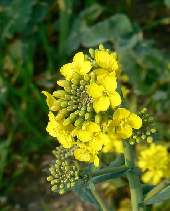 Rapeseed sprouts