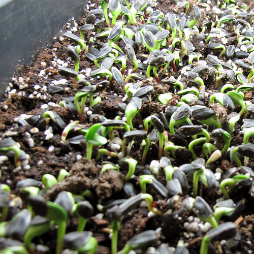 Sunflower sprouts