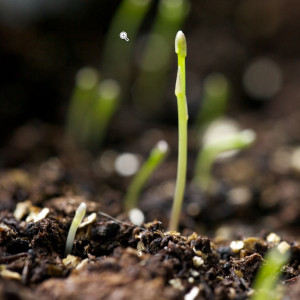 Asparagus sprouts