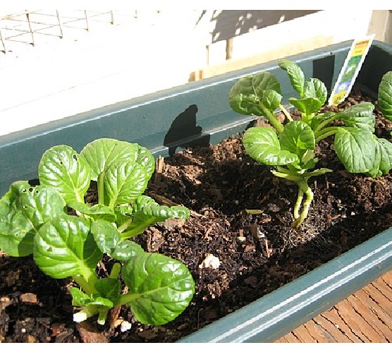 Tatsoi2 sprouts