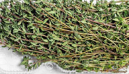 Thyme microgreen