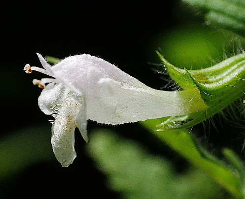Lemon Balm