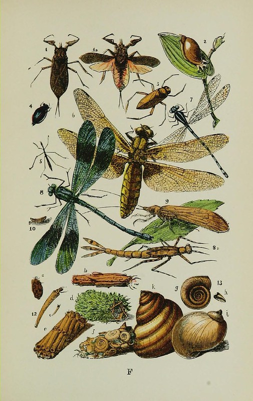 water insects biodiversity heritage cc